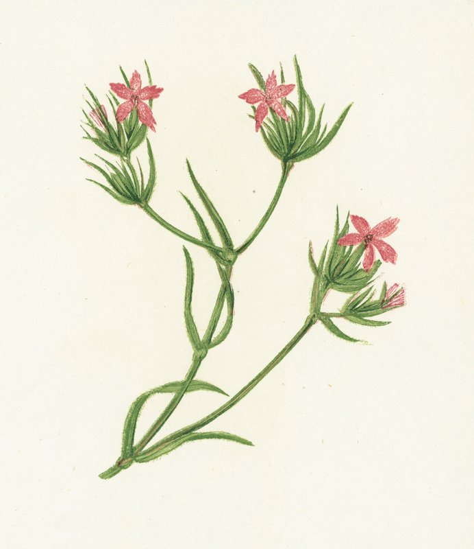 Deptford Pink, Dianthus Armeria tekijältä English School