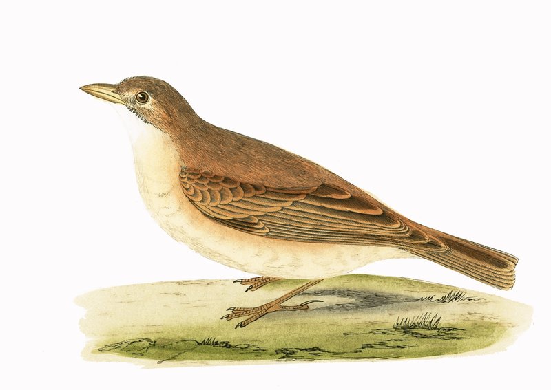 Desert Lark, kuvitus Charles Robert Breen (1811-86) teoksesta "A History of the Birds of the Birds of the British Islands", julkaistu 1867 tekijältä English School