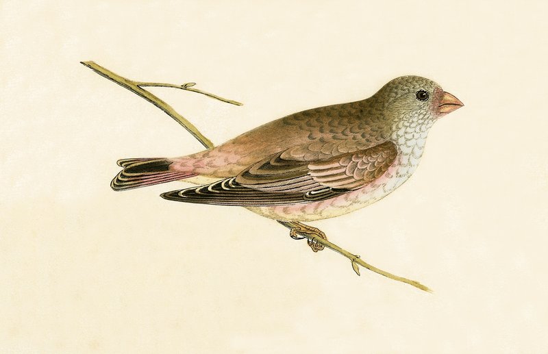 Desert Trumpeter Bullfinch, kuvitus Charles Robert Breen (1811-86) teoksesta "Euroopan lintujen historia, joita ei havaittu Brittein saarilla", julkaistu 1867 tekijältä English School