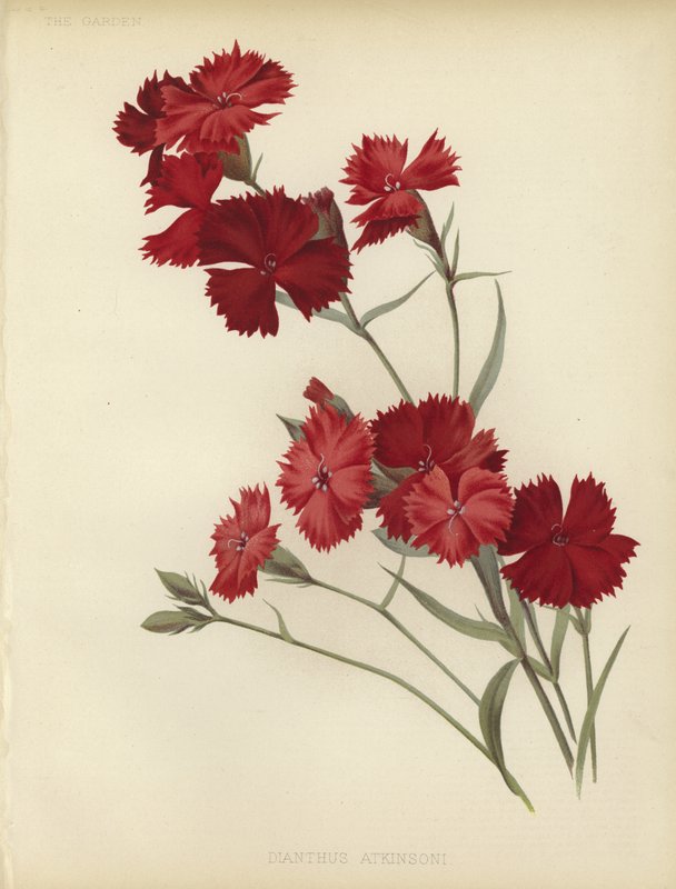 Dianthus Atkinsoni tekijältä English School