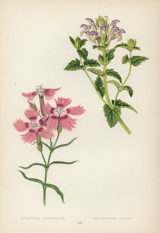 Dianthus Caucasicus; Scutellaria Alpina (väri litho) tekijältä English School