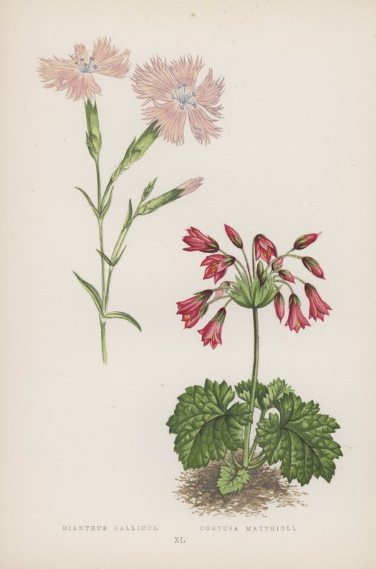 Dianthus Gallicus; Cortusa Matthioli (väri litho) tekijältä English School