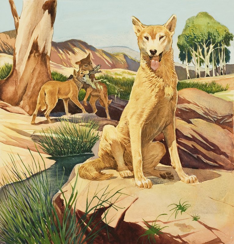 Dingo tekijältä English School
