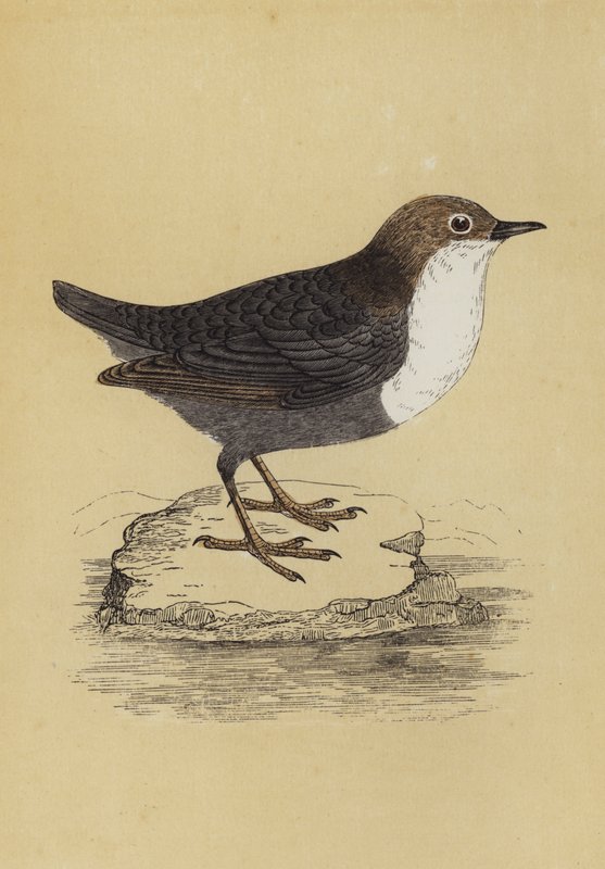 Dipper (värillinen litografia) tekijältä English School