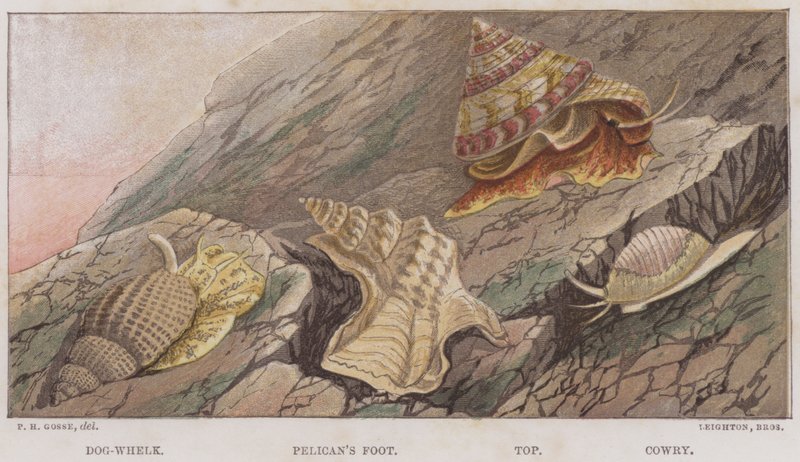 Dog-Whelk, Pelikaanin jalka, Top, Cowry (väri litho) tekijältä English School
