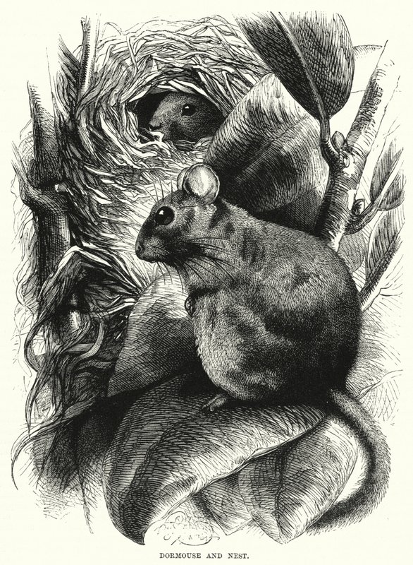Dormouse and Nest (kaiverrus) tekijältä English School