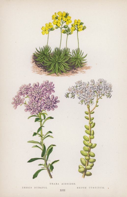 Draba aizoides; Iberis bubanii; Sedum turgidum (väri litossa). tekijältä English School