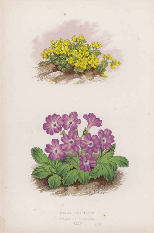 Draba Glacialis; Primula Viscosa (väri litho) tekijältä English School