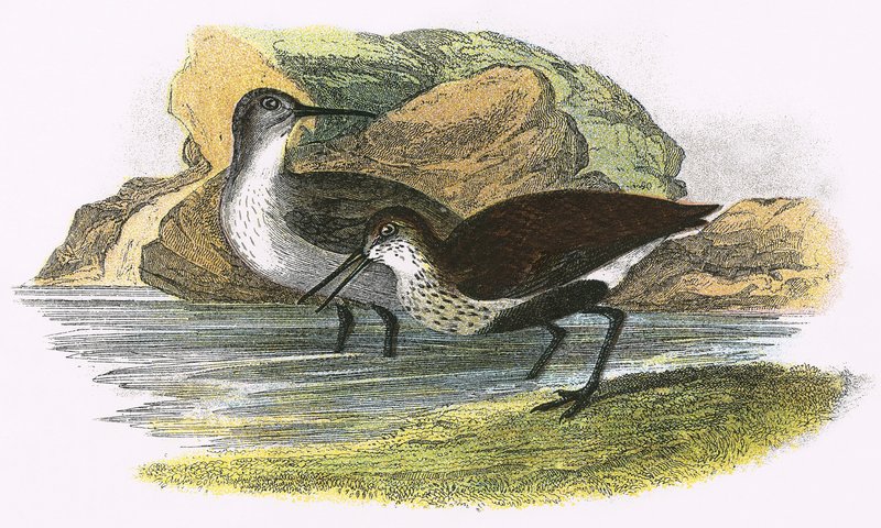 Dunlin tekijältä English School