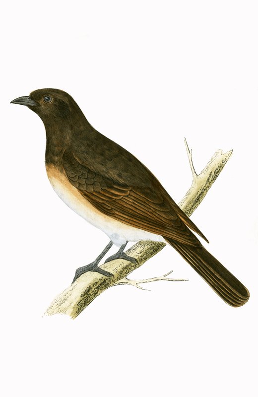 Dusky Ixos, kuvitus Charles Robert Breen (1811-86) teoksesta "A History of the Birds of the Birds of the British Islands", julkaistu 1867 tekijältä English School