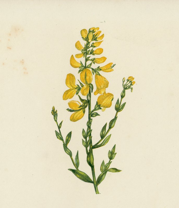 Värjääjän viherpiisku, Genista Tinctoria (värilitro) tekijältä English School