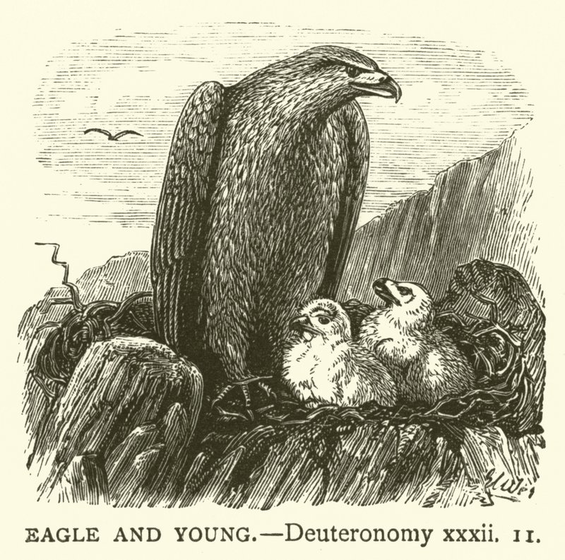 Eagle and Young, Deuteronomy, xxxii tekijältä English School