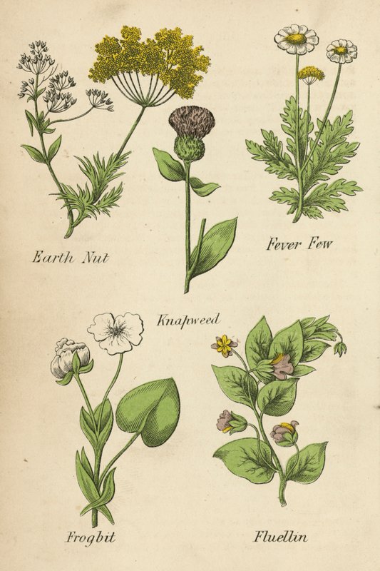 Maapähkinä, Fever Few, Knapweed, Frogbit, Fluellin (värilitro). tekijältä English School