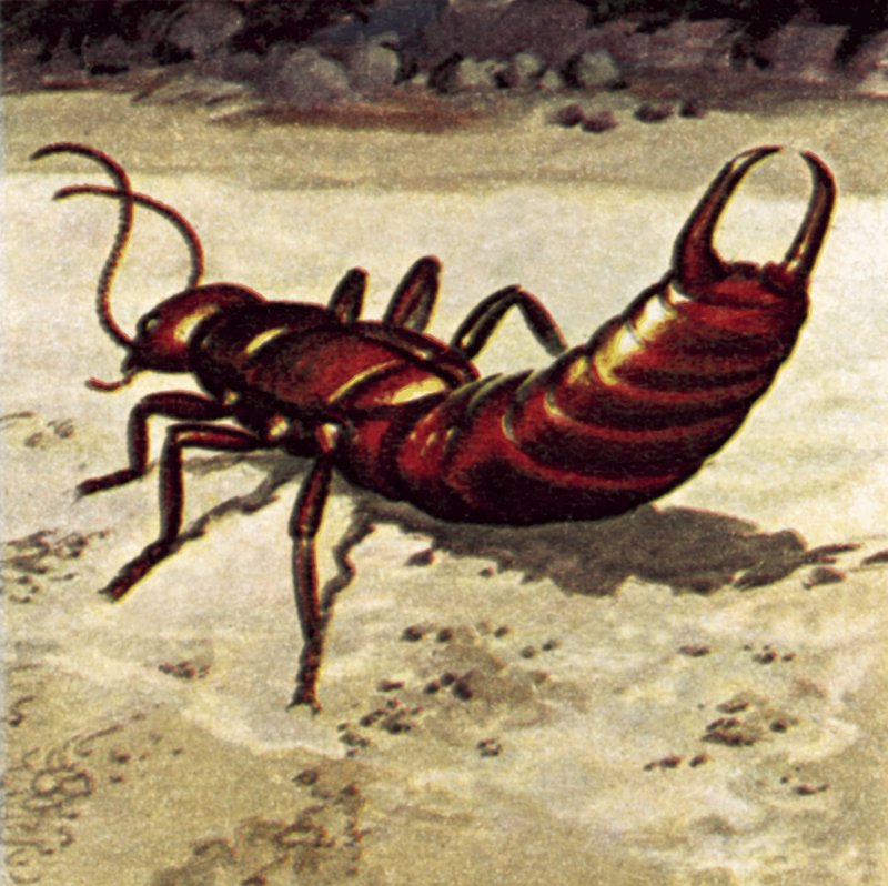 Earwig tekijältä English School