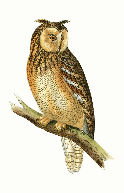 Egyptiläinen korvapöllö, kuvitus Charles Robert Breen (1811-86) teoksesta "Euroopan lintujen historia, joita ei havaittu Brittein saarilla", julkaistu 1867 tekijältä English School