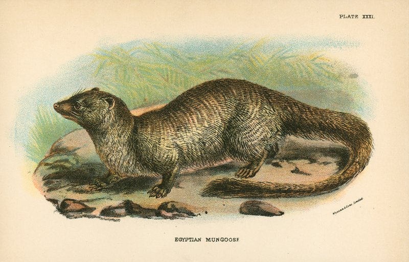 Egyptin Mongoose tekijältä English School