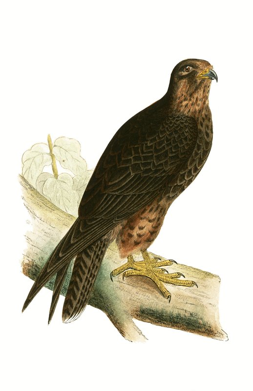 Eleonora Falcon, kuvitus Charles Robert Breen (1811-86) teoksesta "Euroopan lintujen historia, joita ei havaittu Brittein saarilla", julkaistu 1867 tekijältä English School