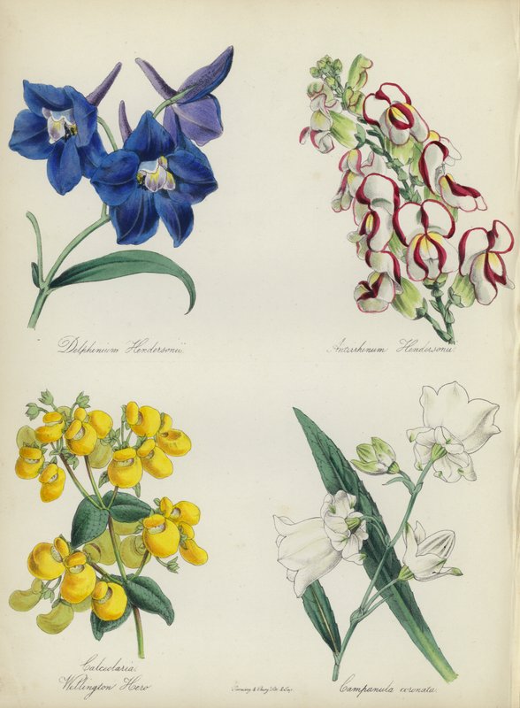 Englantilainen kukkapuutarha: Delphinium Hendersonu, Antirrhinum Hendersonu, Calceolaria Wellinton Hoero, Campanula coronata (värilitro). tekijältä English School