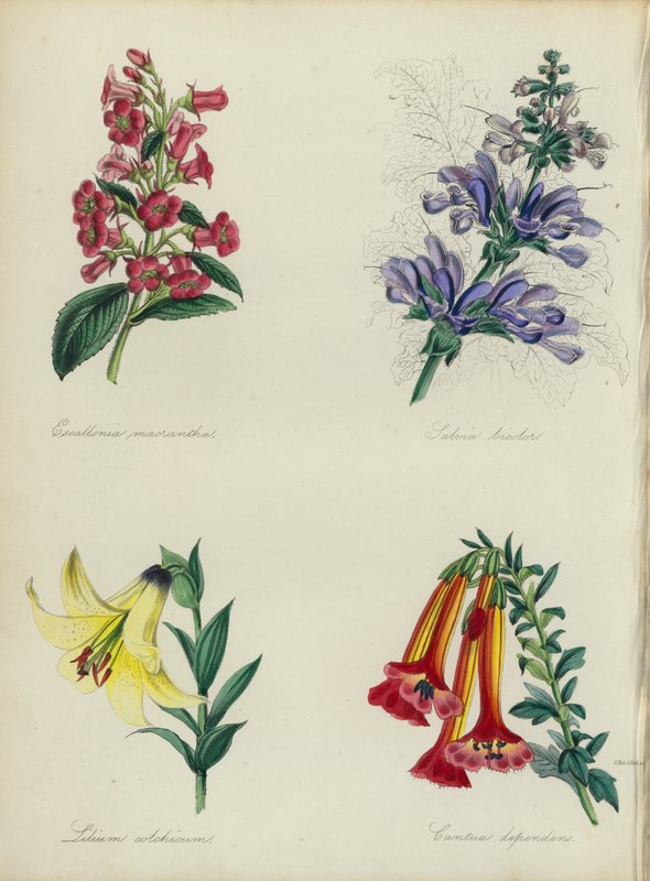 Englantilainen kukkapuutarha: Escallonia macrantha, Salvia bicolar, Lilium colchicum, Cantua dependens (väri litossa). tekijältä English School