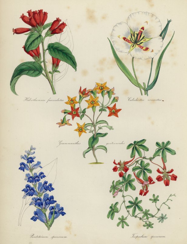 Englantilainen kukkapuutarha: Habrothamnus fasciculatus, Calochortus venustus, Grammanthes gentianoides, Pentstemon speciosum, Tropaeolum speciosum tekijältä English School