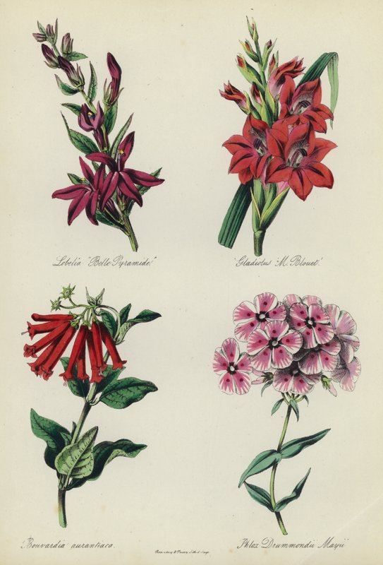 Englantilainen kukkapuutarha: Lobelia "Belle Pyramide", Gladiolus "M Blouet", Bouvardia aurantiaca, Phlox Drummondii Mayii tekijältä English School