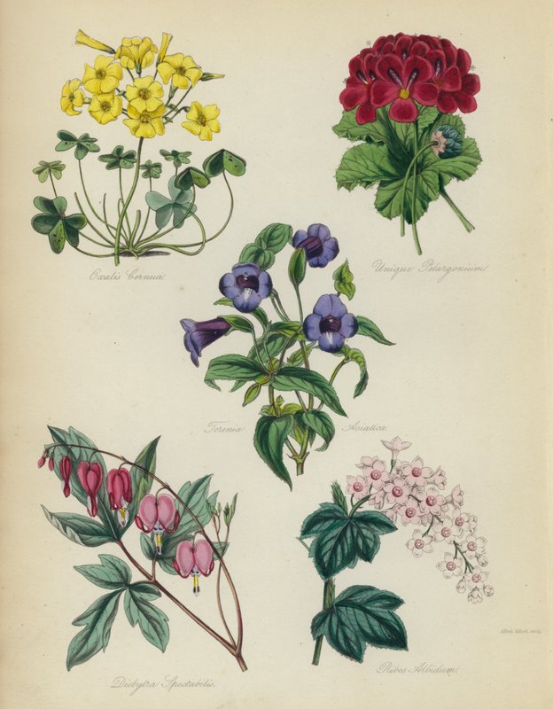 Englantilainen kukkapuutarha: Oxalis Cernut, Unique Pelargonium, Torenia Asiatica, Dielytra Spectabilis, Ribes Albidum tekijältä English School