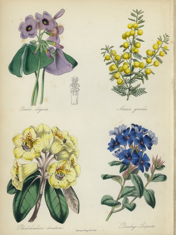Englantilainen kukkapuutarha: (väri litossa): Oxalis elegans, Acacia grandis, Rhododendron lanatum, Plumbago Larpentae tekijältä English School