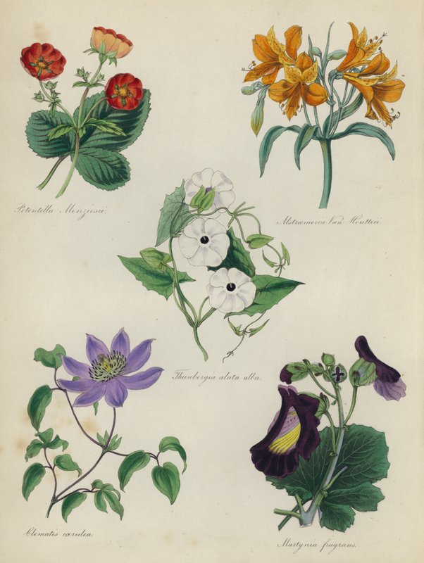 Englantilainen kukkapuutarha: Potentilla Menziesii, Alstraemeria Van Houtteii, Thunbergia alata alba, Clematis blue, Martynia fragrans tekijältä English School
