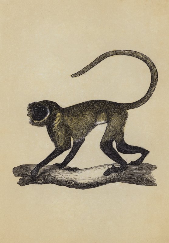 Entellus Monkey (värilitraatti) tekijältä English School