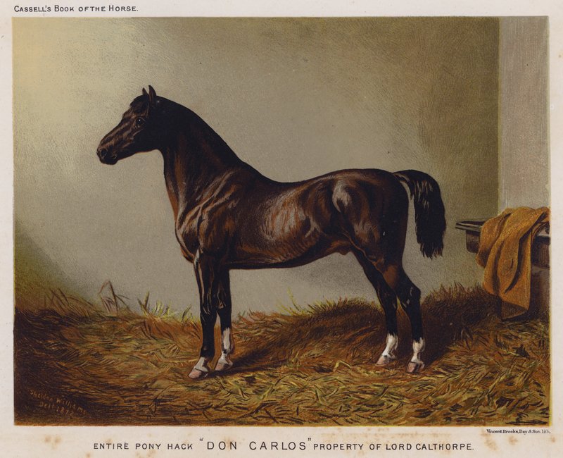 Koko Pony Hack "Don Carlos", Lord Calthorpen omaisuus (väri litho) tekijältä English School
