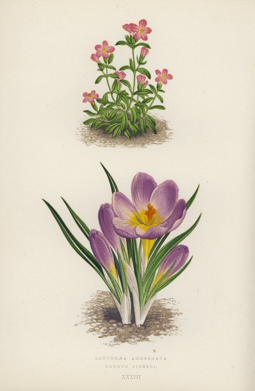 Erythraea Aggregata; Crocus Sieberi (värilitho) tekijältä English School