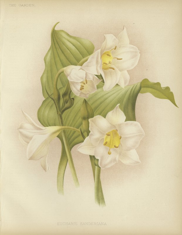 Eucharis sanderiana tekijältä English School