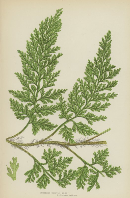 European Bristle Fern (väri litho) tekijältä English School