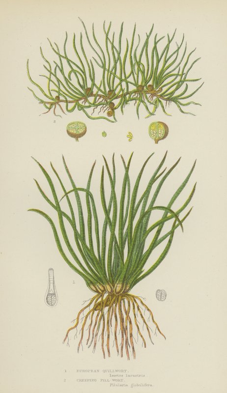 European Quillwort, Creeping Pill-Wort (väri litho) tekijältä English School