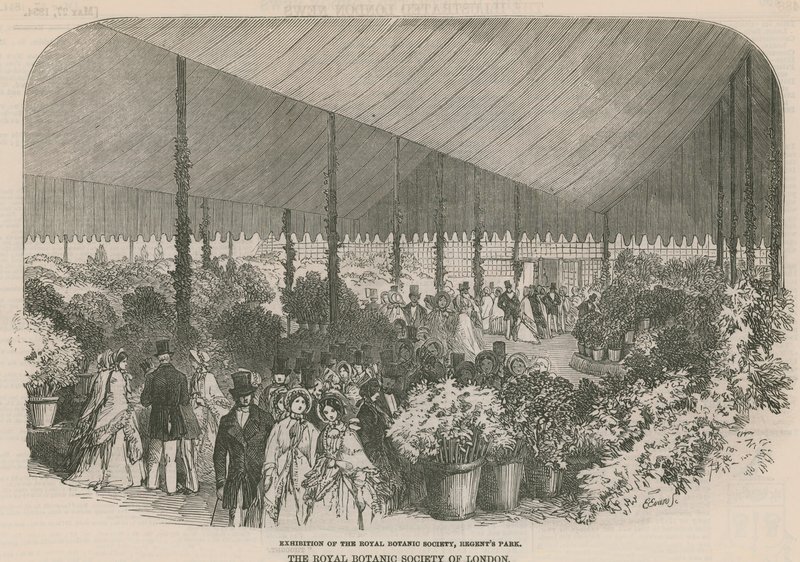 Royal Botanic Societyn näyttely tekijältä English School