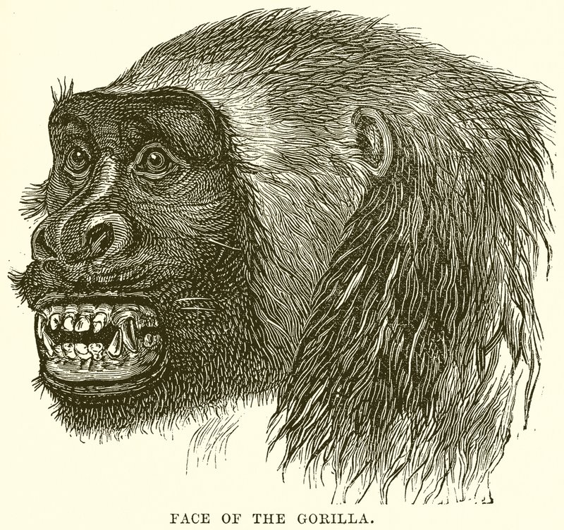 Gorillan kasvot tekijältä English School