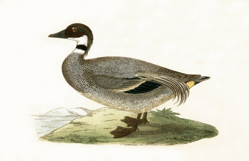 Falcated Teal, kuvitus Charles Robert Breen (1811-86) teoksesta "A History of the Birds of the Birds of the British Islands", julkaistu 1867 tekijältä English School
