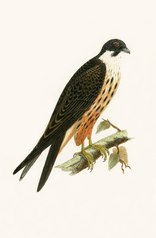 Falco Eleonorae, kuva Charles Robert Breen (1811-86) teoksesta "A History of the Birds of Europe Not Observed in the British Isles", julkaistu 1867. tekijältä English School