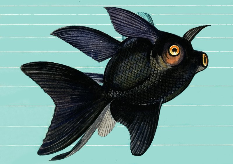 Fantail Blackmoor tekijältä English School