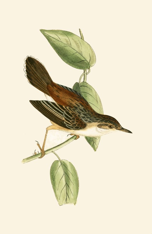 Fantail Warbler, kuvitus Charles Robert Breen (1811-86) teoksesta "A History of the Birds of the Birds of the British Islands", julkaistu 1867 tekijältä English School