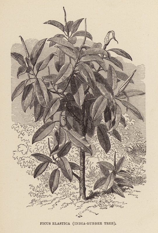 Ficus Elastica, intialainen kumipuu (kaiverrus) tekijältä English School