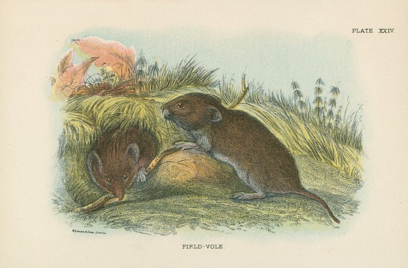 Field-Vole tekijältä English School