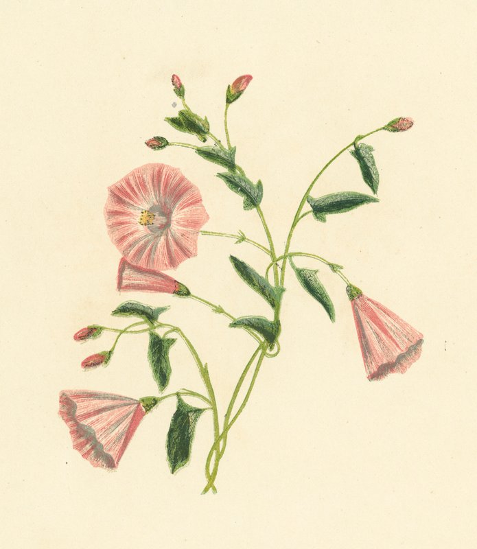 Convolvulus Arvensis, Convolvulus Arvensis (värilitografia) tekijältä English School