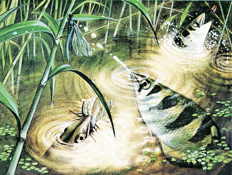 Kala, joka ampuu luoteja – archerfish käyttää vettä ammuksena tekijältä English School