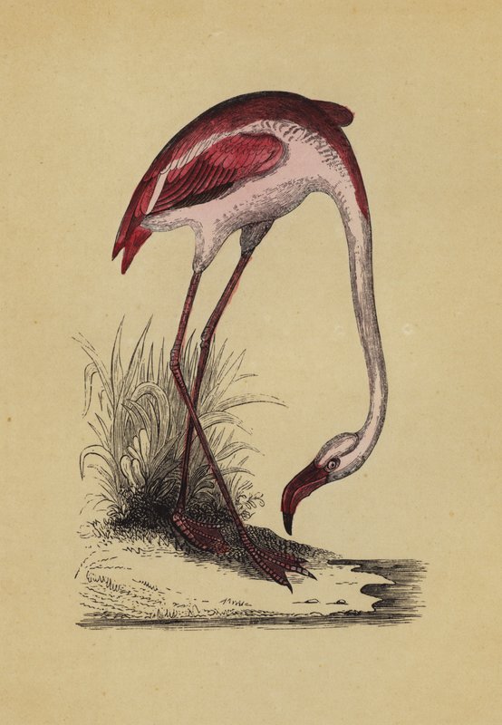 Flamingo (väri litho) tekijältä English School