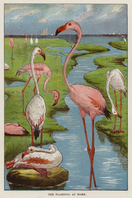 Flamingo (kromoliitti) tekijältä English School