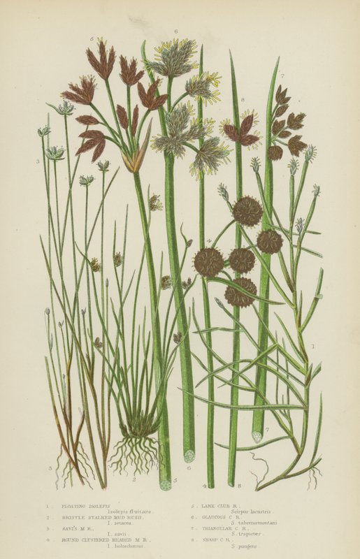 Floating Isolepis, Bristle Stalked Mud Rush, Savi