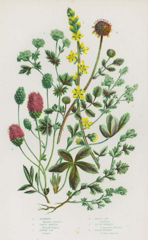 Ison-Britannian kukkivat kasvit: Agrimony, Lady