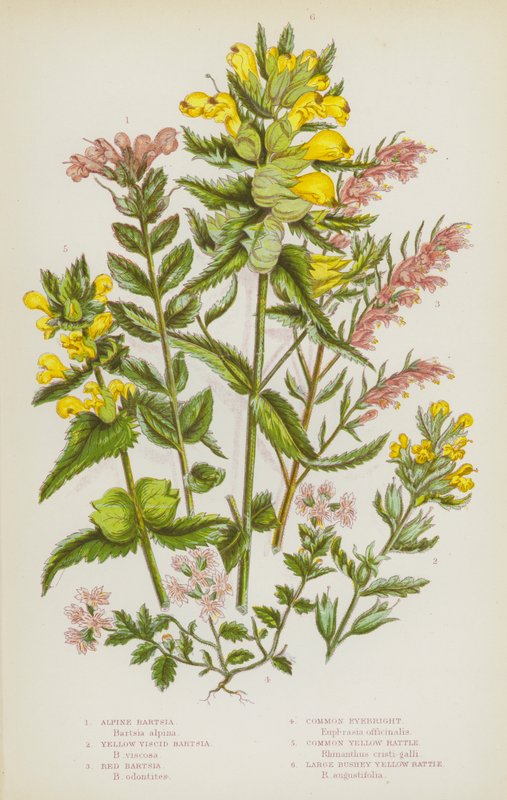 Ison-Britannian kukkivat kasvit: Alpine Bartsia, Yellow Viscid Bartsia, Red Bartsia, Common Eyebright, Common Yellow Rattle, Large Bushey Yellow Rattle (väri litho) tekijältä English School