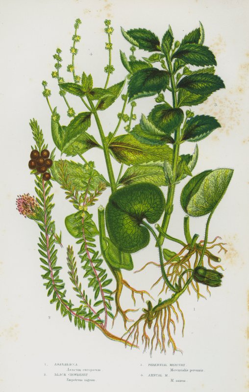 Ison-Britannian kukkivat kasvit: Asarabacca, Black Crowberry, Perennial Mercury, Annual Mercury (väri litho) tekijältä English School